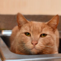 The Case Against Cat Declawing