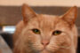 The Case Against Cat Declawing