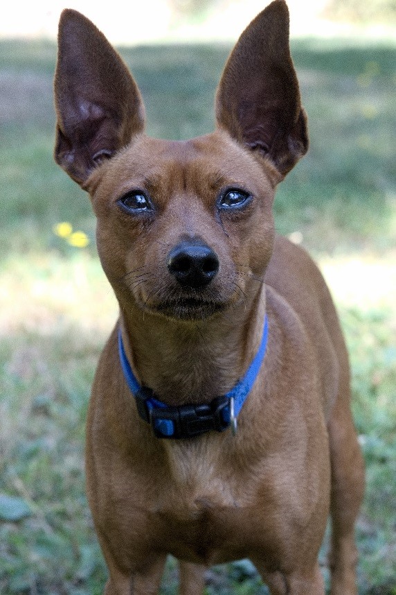 Pet of the Week “Batman” aka “Max”