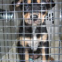 The Case Against Dog Crating
