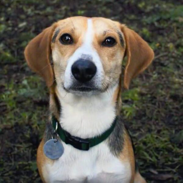 I volunteer at the Animal Shelter because like humans dogs and cats have their own distinct personalities. The animals at the Shelter are in transition either from a loving home that can no longer care for them or from an abusive or neglected situation. My hope is by giving these dogs and cats some love and attention it will provide some comfort during their time waiting to be adopted into a new home. ~ Tim S