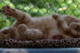 Peanut