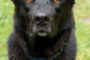 Pet of the Week “Roxy”