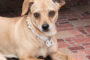 Verna