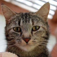 June - Adopt A Shelter Cat Month