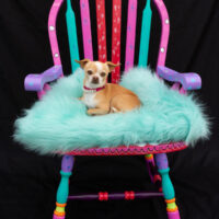 “Take a Seat for Animals – A Wine Tasting and Painted Chair Auction”