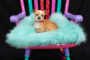“Take a Seat for Animals – A Wine Tasting and Painted Chair Auction”