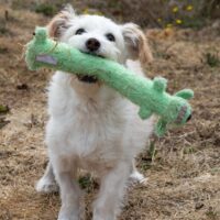 Low Income Spay & Neuter Program