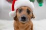 Buddy Holiday