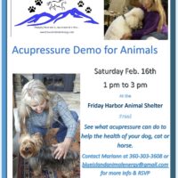 Accupressure Demonstration for Animals