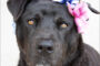 cowboy APS animal protection society friday harbor san juan island pet of the week