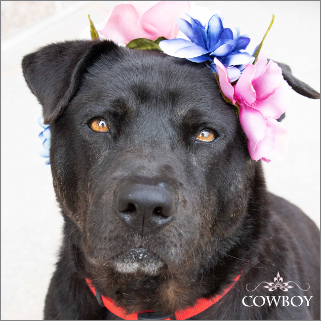 cowboy APS animal protection society friday harbor san juan island pet of the week