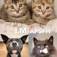 APS-FH/Coldwell Banker Pet Adoption Event