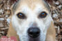11 Great Reasons to Open Your Heart and Home to a Senior Pet