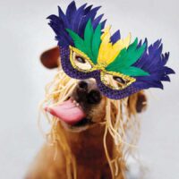 13th Annual APS-FH "Spay"ghetti & Mardi Paws Dinner