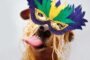 13th Annual APS-FH "Spay"ghetti & Mardi Paws Dinner
