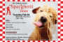 APSFH 2019 Spayghetti