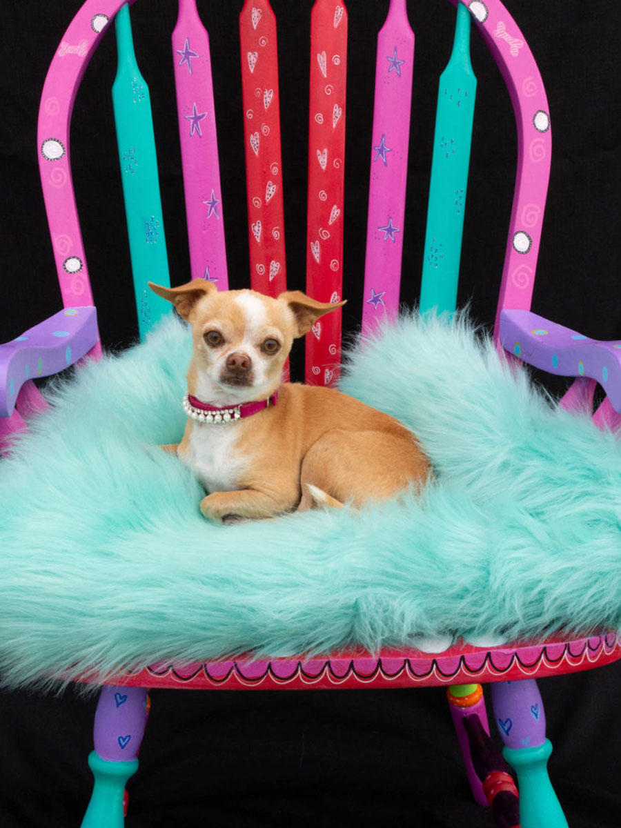 Princess-Chair-Pup-900x1200