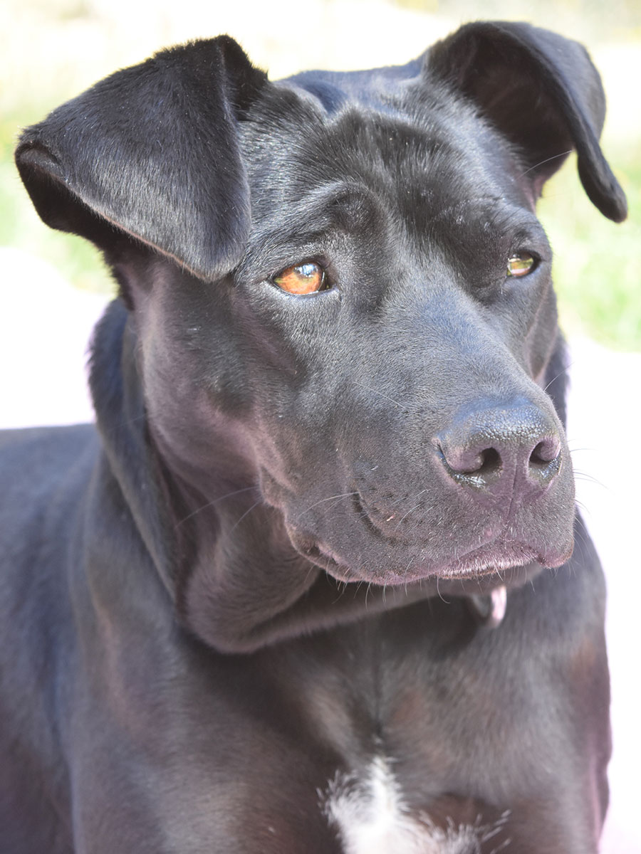 Star-BlackLab-900x1200