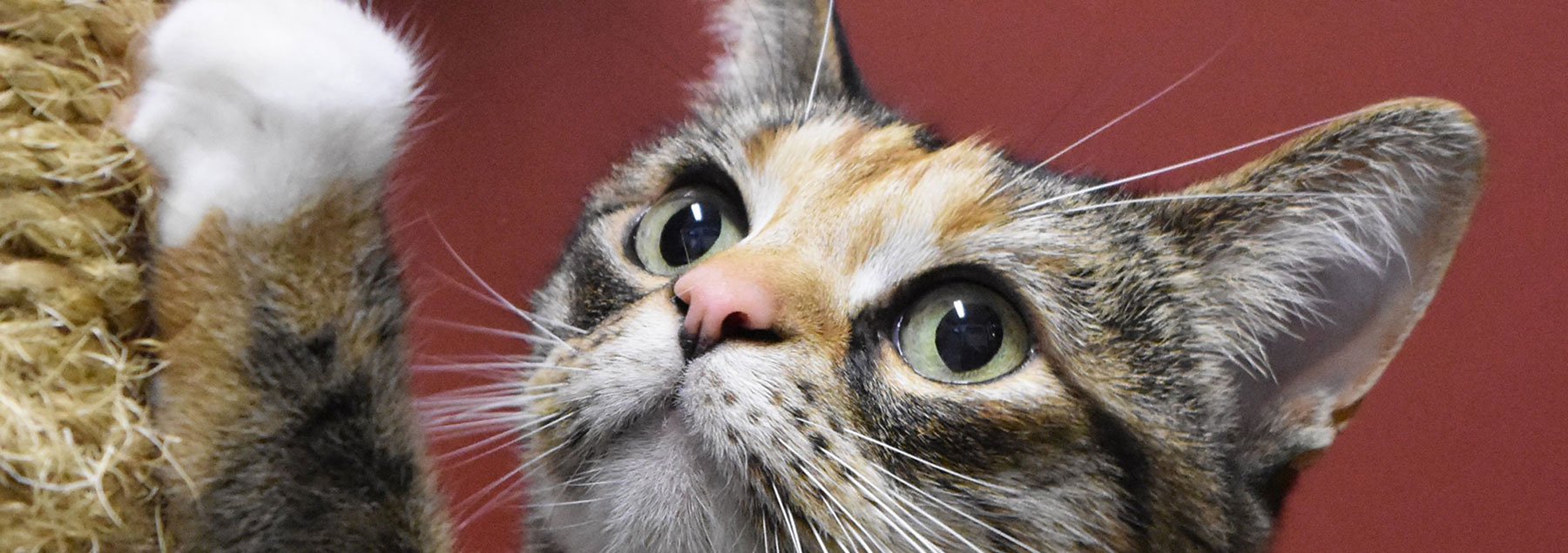 kitty-on-red