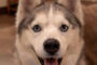 Meeka-pic