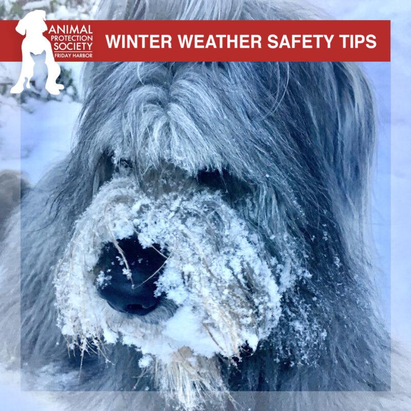 Winter Weather Safety Tips for Pets - Animal Protection Society Friday ...
