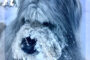 Winter Weather Safety Tips