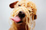 Spay-ghetti Hound