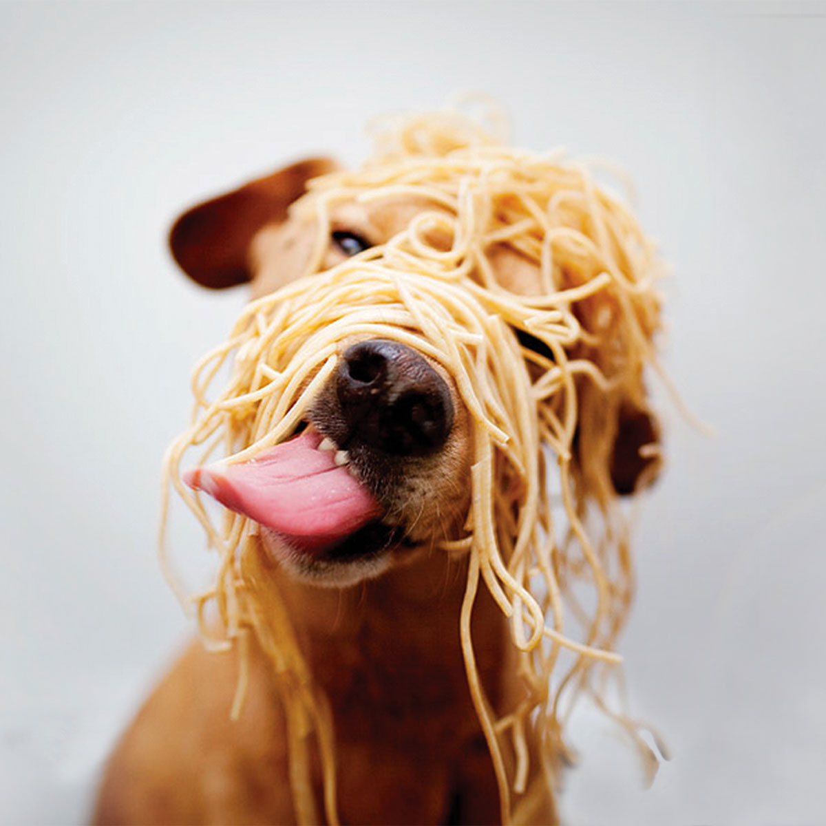 Spay-ghetti Hound