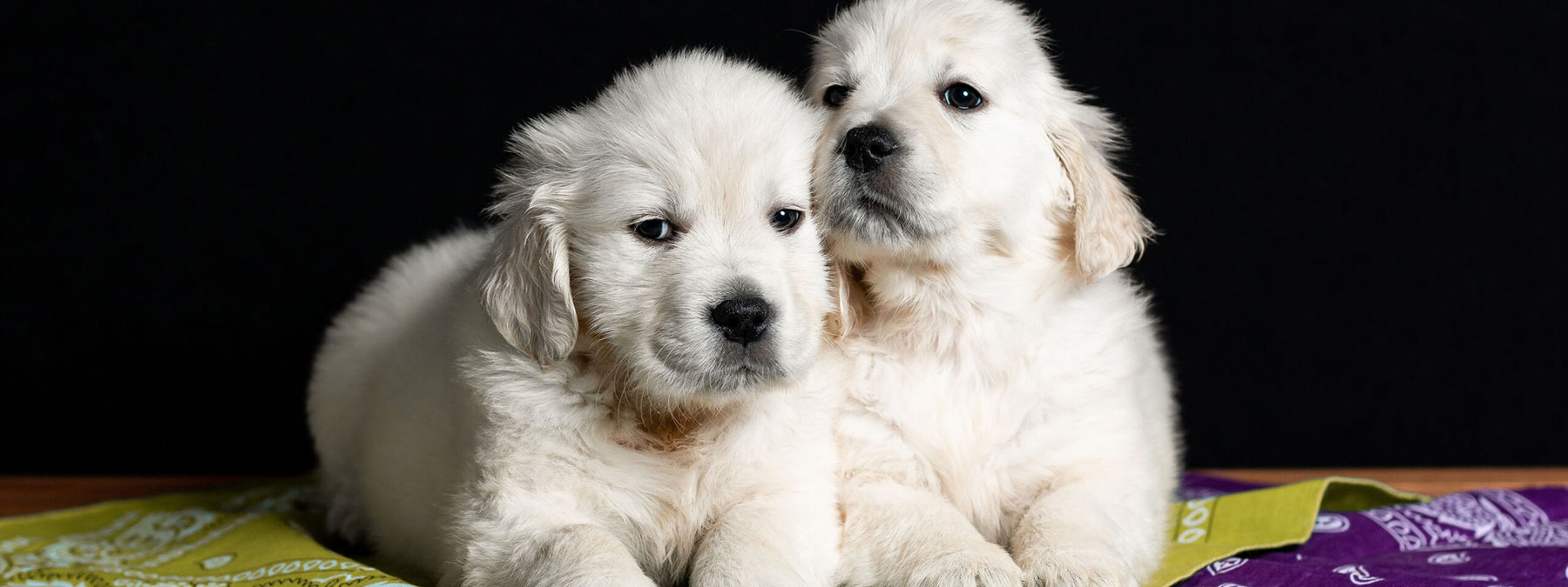 3 pups