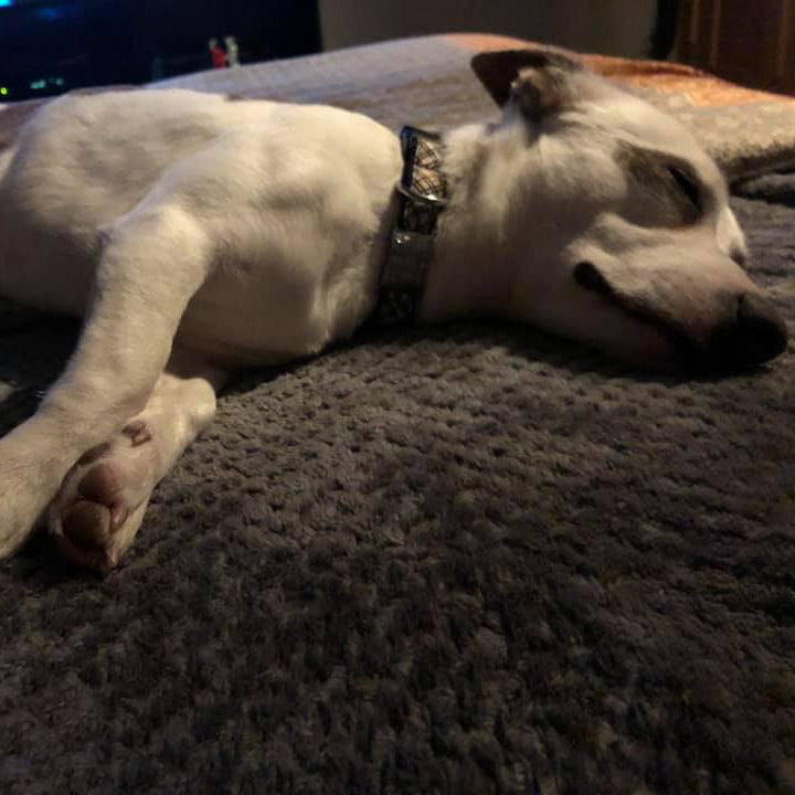 buzz sleep buzz sleep