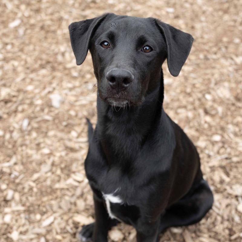 Pet of the Week “Rocky”