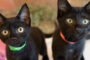 Onyx-Luigi