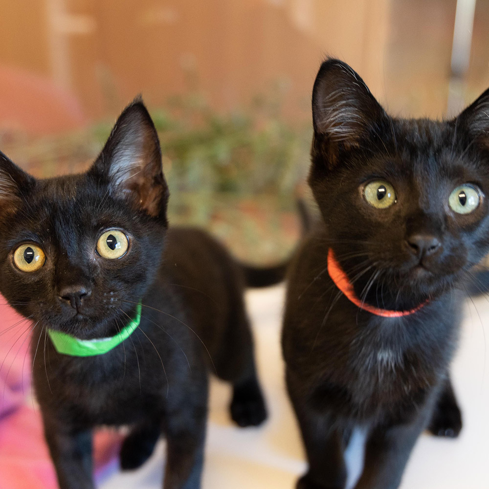 Pet of the Week “Onyx & Luigi”