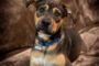 Cody pet of the week
