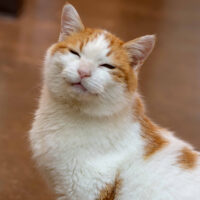 Pet of the Week "Connor" (In Loving Memory)