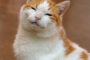 Pet of the Week "Connor" (In Loving Memory)