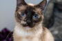 Pet of the Week "Koko"