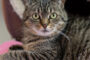 Pet of the Week "Shakira"