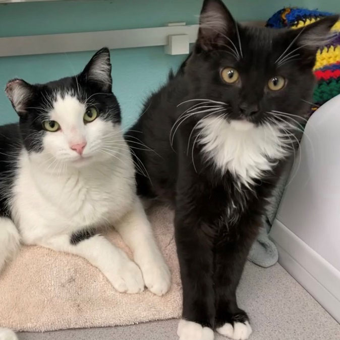 Pets of the Week “Wooster & Jeeves”