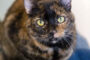 Pet of the Week "Tiramisu"