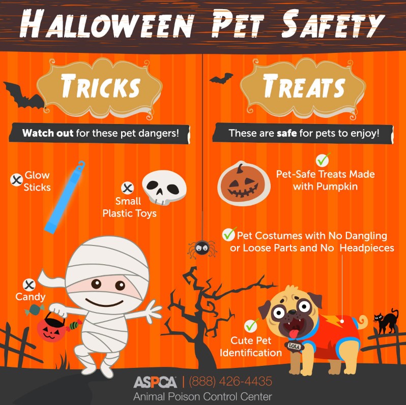 Your Guide to a Pet-Safe Halloween
