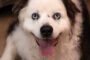 Pet of the Week "Charlie"