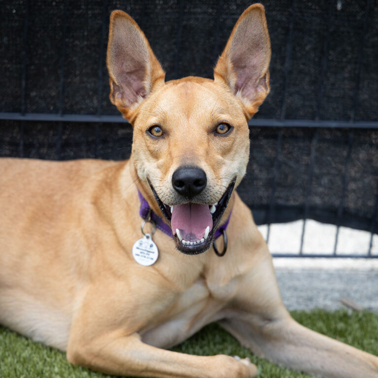 Pet of the Week “Sable” Animal Protection Society Friday Harbor