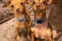 Moxie & Tilly