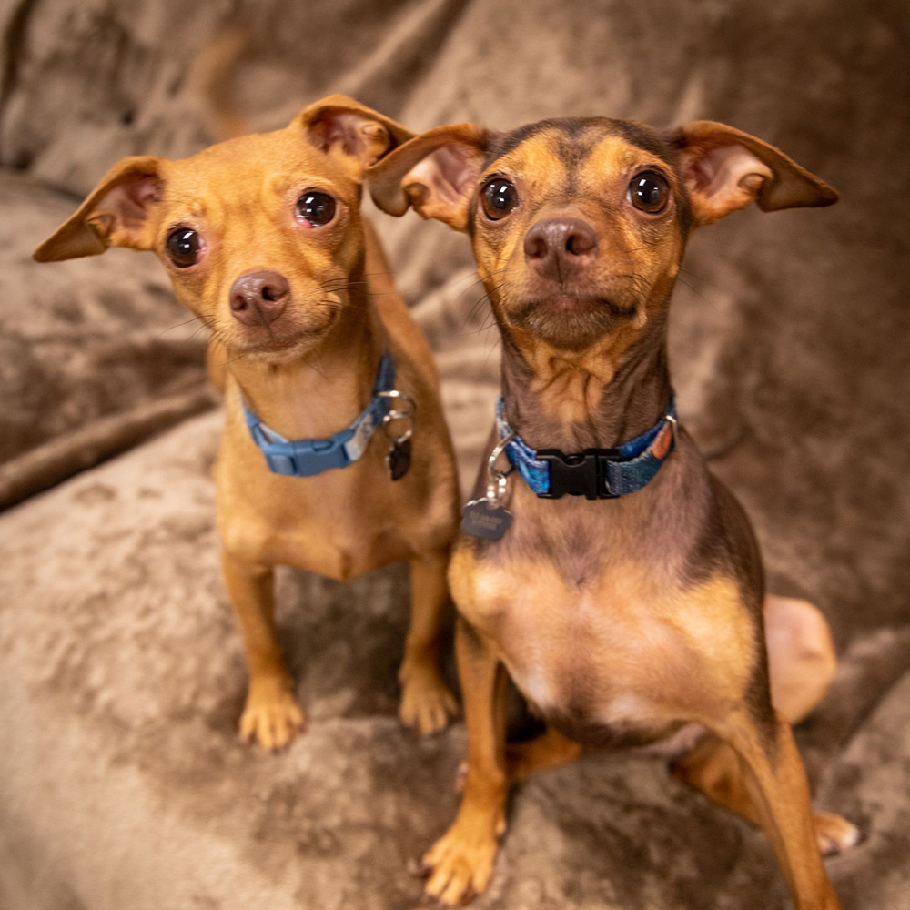 Pet of the Week “Moxie & Tilly”