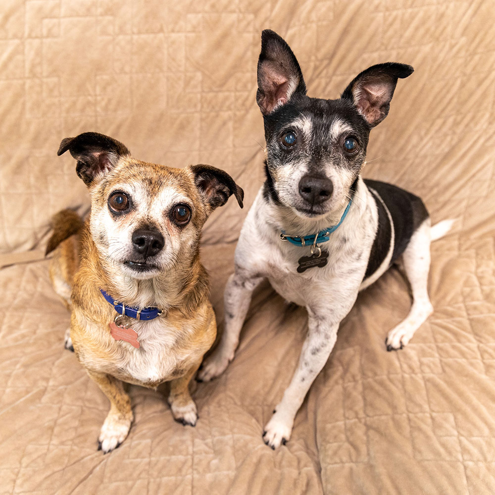 Pet of the Week “Willow & Stuart”