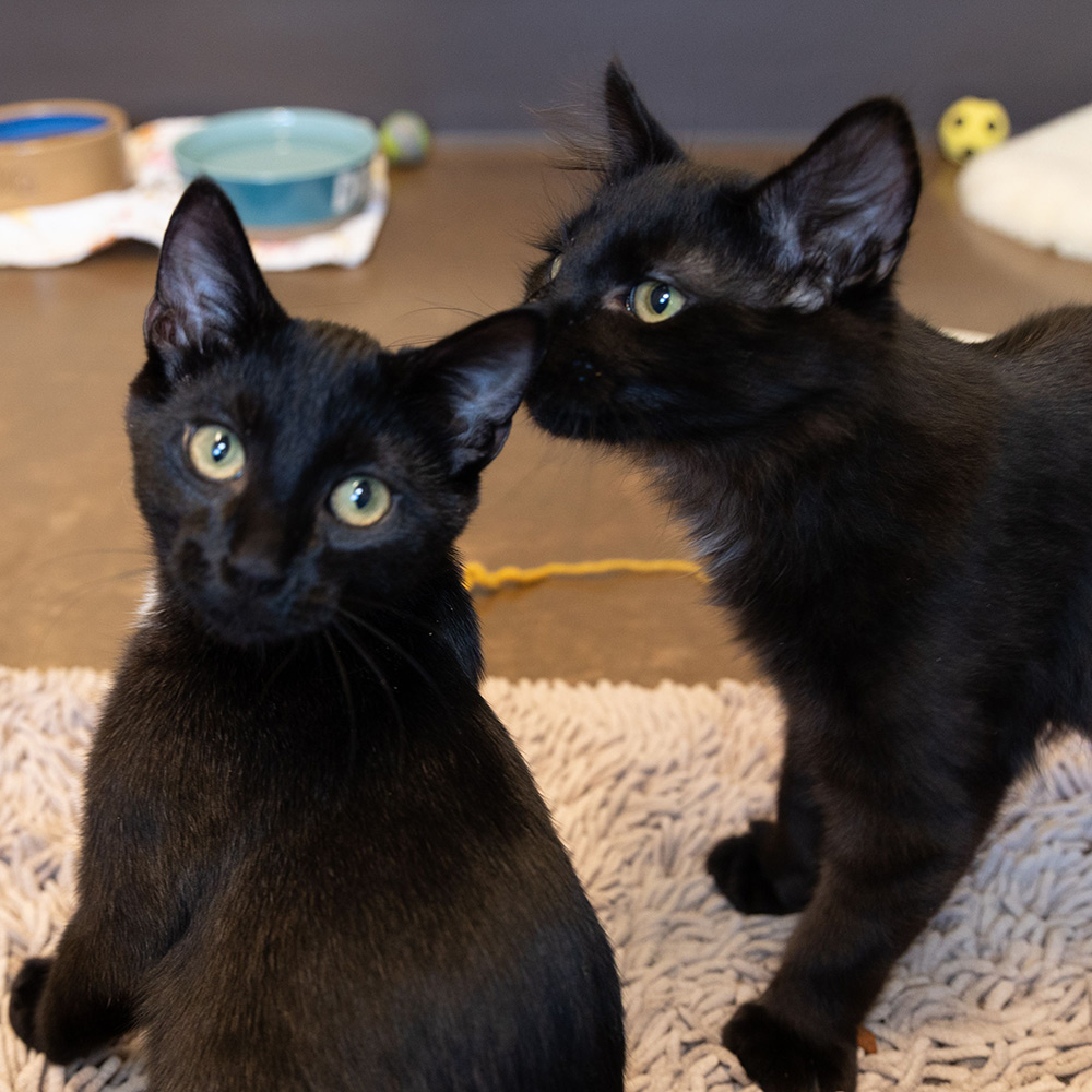 Pet of the Week “Spock & Kirk”