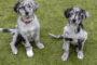 Large Breed Pups