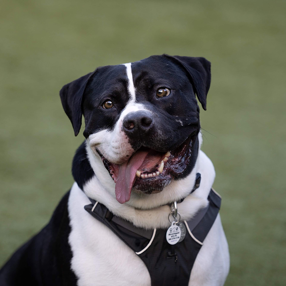 Max